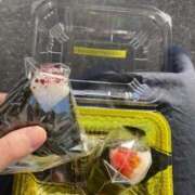 ヒメ日記 2025/12/24 06:12 投稿 こゆき サティアンまーと