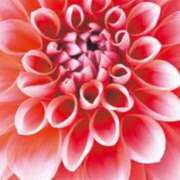 ヒメ日記 2025/12/29 08:36 投稿 森尾 純 こあくまな熟女たち 静岡店（KOAKUMAグループ）