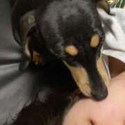 ヒメ日記 2026/02/10 04:29 投稿 サメ ぽっちゃり巨乳美女専門川越ちゃんこ