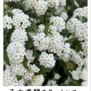 ヒメ日記 2026/03/08 13:42 投稿 澤田花撫(さわだかなで) 五十路マダムエクスプレス厚木店(カサブランカグループ)