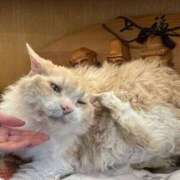 ゆきな 2日目〜💞 女の子がセルフで撮影する店！！成田デリヘル『生パネル』伝説