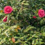 ヒメ日記 2026/03/20 13:54 投稿 りり 恋色 (コイイロ)