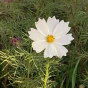 ヒメ日記 2026/01/06 09:52 投稿 えみ 妻天 尼崎店