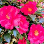 ヒメ日記 2026/01/26 14:20 投稿 たえ 人妻本舗愛のしずく名古屋店