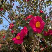 ヒメ日記 2026/03/11 12:33 投稿 たえ 人妻本舗愛のしずく名古屋店