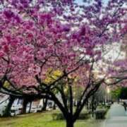 ヒメ日記 2026/03/02 15:12 投稿 宮沢由紀子 五十路マダムエクスプレス横浜店（カサブランカグループ）