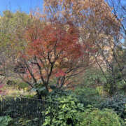 ヒメ日記 2025/12/05 14:15 投稿 ありさ 性腺熟女100％（デリヘル市場）