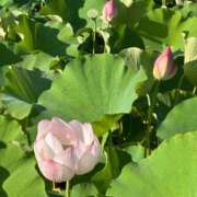 ヒメ日記 2026/08/30 18:36 投稿 本多くるみ(ほんだくるみ) 神戸妻キャッスル店