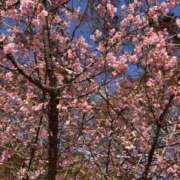 ヒメ日記 2026/03/04 08:42 投稿 小林 あやか こあくまな熟女たち 本厚木店(KOAKUMAグループ)