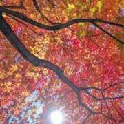 ヒメ日記 2025/12/02 09:25 投稿 あかり 奥鉄オクテツ東京店（デリヘル市場）