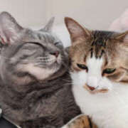 ゆうな 奥様 猫事情。 仙台人妻セレブリティー