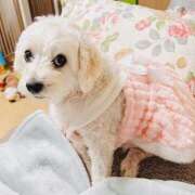 ヒメ日記 2025/12/22 00:17 投稿 ななせ ママれもん錦糸町店