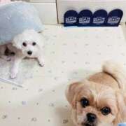 ヒメ日記 2025/12/30 10:43 投稿 ななせ ママれもん錦糸町店