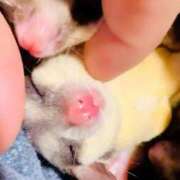 ヒメ日記 2026/01/08 08:17 投稿 ななせ ママれもん錦糸町店