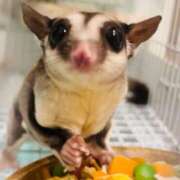 ななせ 偏食ちゃん達🐿♥️ ママれもん錦糸町店