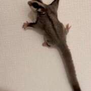 ヒメ日記 2026/02/08 00:17 投稿 ななせ ママれもん錦糸町店