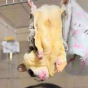 ヒメ日記 2026/02/09 05:37 投稿 ななせ ママれもん錦糸町店