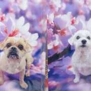 ヒメ日記 2026/03/13 21:57 投稿 ななせ ママれもん錦糸町店