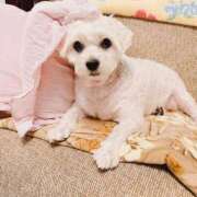 ヒメ日記 2026/03/24 19:27 投稿 ななせ ママれもん錦糸町店