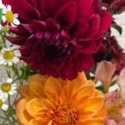 ヒメ日記 2025/12/21 14:33 投稿 うらん 綺麗＆kirei