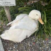 ヒメ日記 2026/01/09 13:15 投稿 うらん 綺麗＆kirei