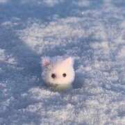 ヒメ日記 2026/02/23 22:11 投稿 ポポちゃん Ace(エース)