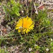 ヒメ日記 2026/03/07 19:15 投稿 ポポちゃん Ace(エース)