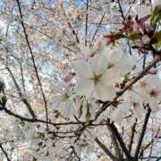 ヒメ日記 2026/04/03 14:30 投稿 ポポちゃん Ace(エース)