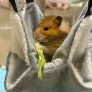 ヒメ日記 2026/03/09 18:58 投稿 みく 兵庫加東小野ちゃんこ