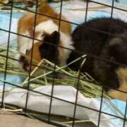 ヒメ日記 2026/03/10 22:15 投稿 みく 兵庫加東小野ちゃんこ