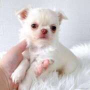 ヒメ日記 2026/03/11 13:01 投稿 みく 兵庫加東小野ちゃんこ