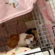 ヒメ日記 2026/03/11 18:33 投稿 みく 兵庫加東小野ちゃんこ