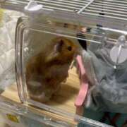 ヒメ日記 2026/03/12 11:18 投稿 みく 兵庫加東小野ちゃんこ