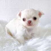 ヒメ日記 2026/03/17 15:31 投稿 みく 兵庫加東小野ちゃんこ