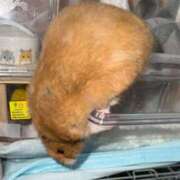 ヒメ日記 2026/03/17 20:44 投稿 みく 兵庫加東小野ちゃんこ