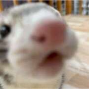 ヒメ日記 2026/03/18 15:43 投稿 みく 兵庫加東小野ちゃんこ