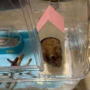 ヒメ日記 2026/03/20 15:10 投稿 みく 兵庫加東小野ちゃんこ