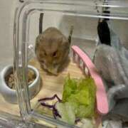 ヒメ日記 2026/03/21 16:33 投稿 みく 兵庫加東小野ちゃんこ