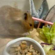 ヒメ日記 2026/03/21 22:47 投稿 みく 兵庫加東小野ちゃんこ