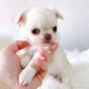 ヒメ日記 2026/03/22 16:20 投稿 みく 兵庫加東小野ちゃんこ