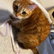 ヒメ日記 2025/11/28 00:44 投稿 森 川崎人妻城