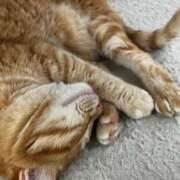 ヒメ日記 2025/11/28 09:09 投稿 森 川崎人妻城