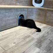 ヒメ日記 2025/11/28 19:58 投稿 森 川崎人妻城