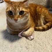 ヒメ日記 2025/11/29 16:15 投稿 森 川崎人妻城