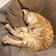 ヒメ日記 2025/12/01 09:33 投稿 森 川崎人妻城