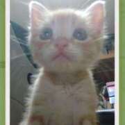 森 今日からまた　森 川崎人妻城