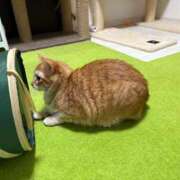 ヒメ日記 2026/04/15 16:40 投稿 森 川崎人妻城