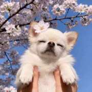 和栗 薫子 ●新年度🌸4月の始まり● 横浜貴楼館