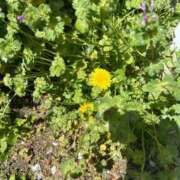 ヒメ日記 2026/04/12 12:48 投稿 陽菜乃(ひなの) PLUS十三店