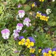 ヒメ日記 2026/04/13 06:48 投稿 陽菜乃(ひなの) PLUS十三店